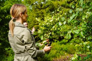 Saunavihtade-tegemine-Foto-GoodNews-Evelin-Kruus-084-Margit-Kurn