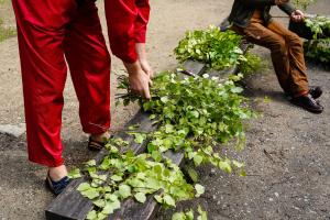 Saunavihtade-tegemine-Foto-GoodNews-Evelin-Kruus-127